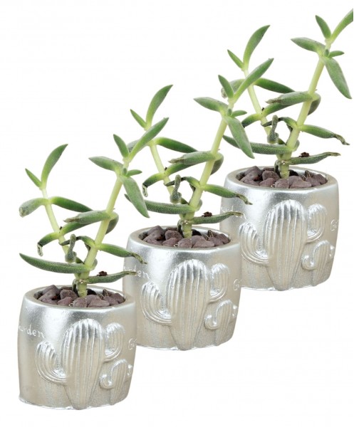 Mini Çiçek Saksı Küçük Sukulent Gümüş Kaktüs Saksısı 3lü Set Kaktüs Desenli Model